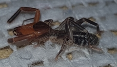 Ammotrechidae