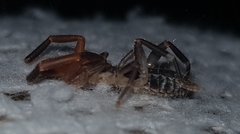 Ammotrechidae
