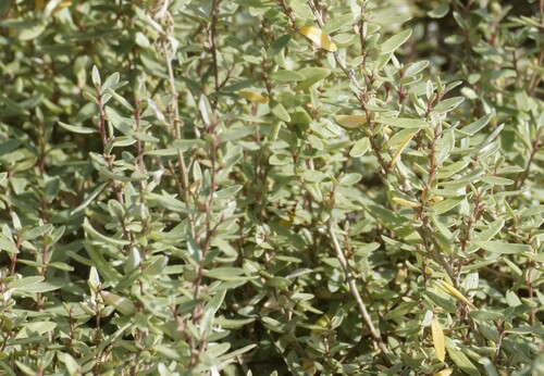 Atriplex paludosa, photograph 3