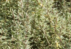Atriplex paludosa, photograph (c) Rod Lowther, some rights reserved (CC BY)