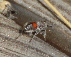 Dasymutilla birkmani