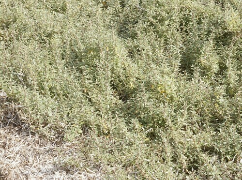 Atriplex paludosa, photograph 4