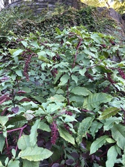 Phytolacca americana