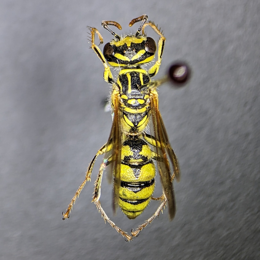 Philanthus inversus