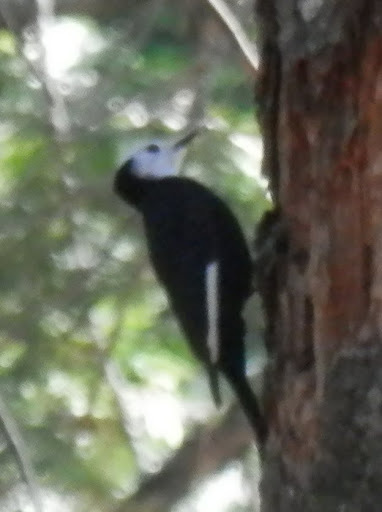 White-headed Woodpecker