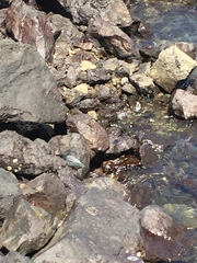 Butorides striata sundevalli