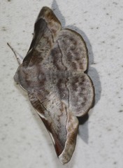 Oenochroma turneri