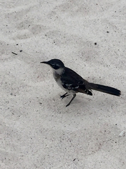 Mimus parvulus