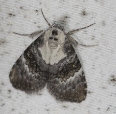 Acatapaustus leucospila