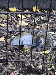 Sciurus carolinensis