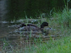 Anas platyrhynchos