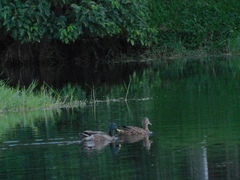 Anas platyrhynchos