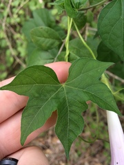 Ipomoea lindheimeri