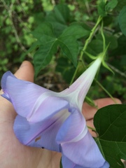 Ipomoea lindheimeri
