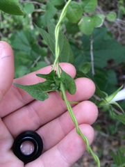 Ipomoea lindheimeri
