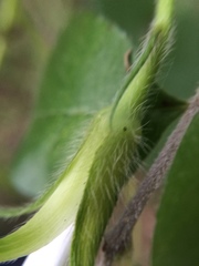 Ipomoea lindheimeri