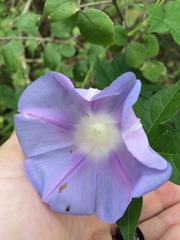 Ipomoea lindheimeri