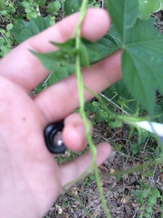 Ipomoea lindheimeri