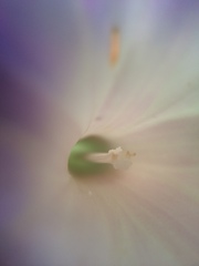 Ipomoea lindheimeri