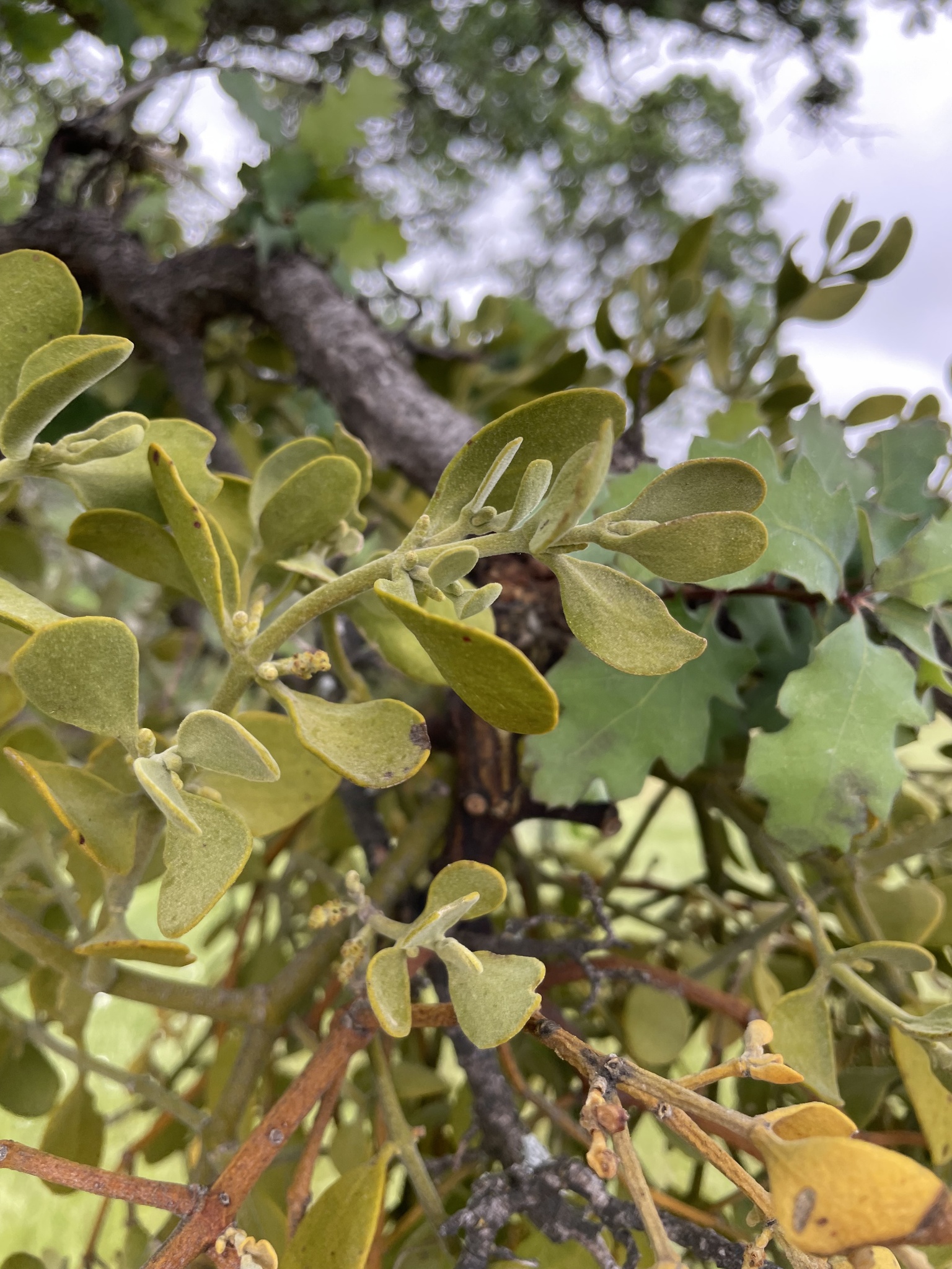 Phoradendron villosum