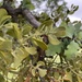 Oak Mistletoe - Photo (c) Ryan Brooks, some rights reserved (CC BY-NC), uploaded by Ryan Brooks