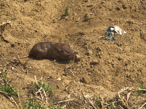 Merriam's Pocket Gopher