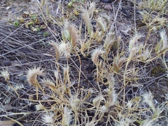 Simple Grama (Bouteloua simplex)