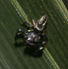 Thiania