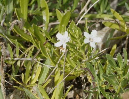 Myoporum parvifolium
