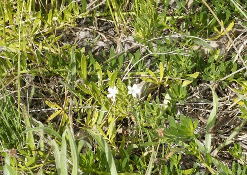 Myoporum parvifolium