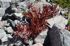 Epilobium porphyrium