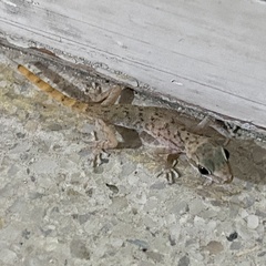 Western Leaf-Toed Gecko photo 2