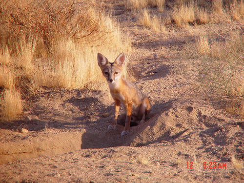 Vulpes macrotis