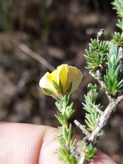 Aspalathus cymbiformis