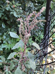 Amaranthus