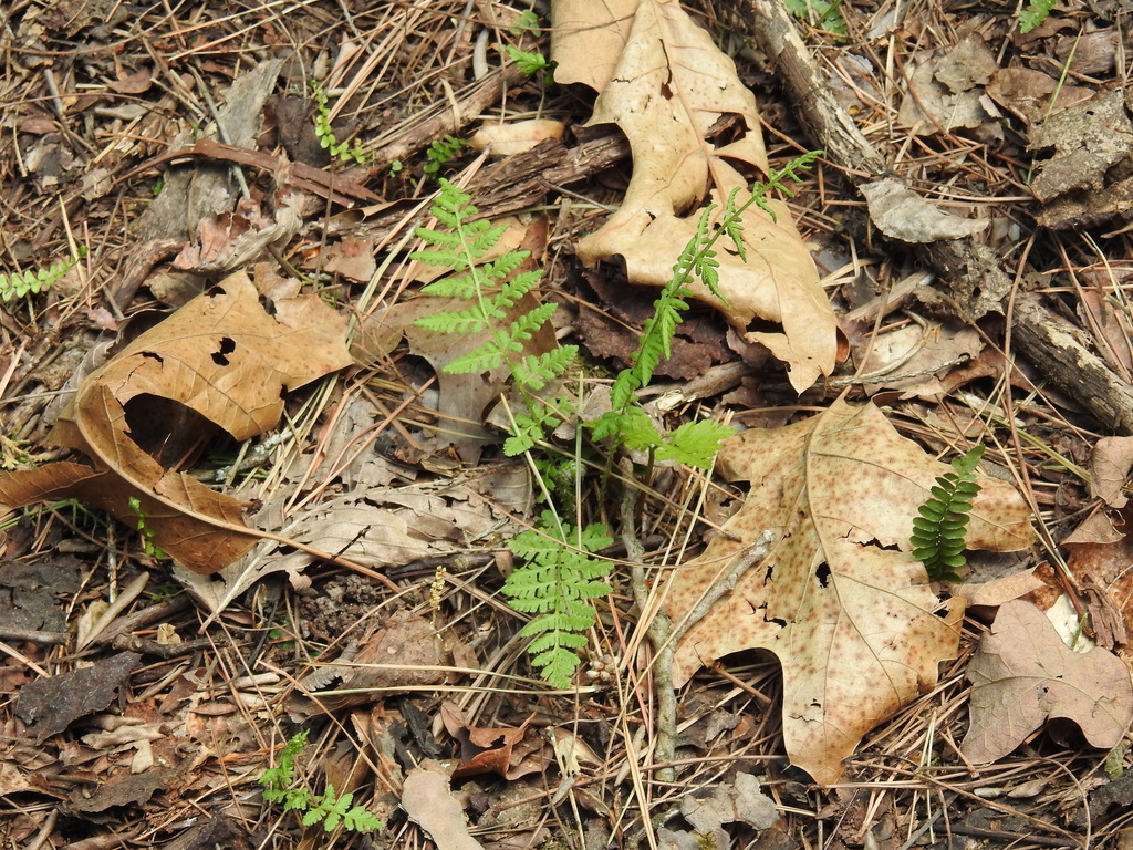 lowland brittle fern from Miller County, MO, USA on May 1, 2023 at 01