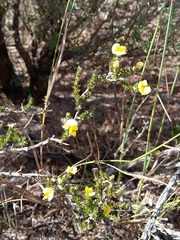 Aspalathus cymbiformis