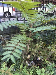 Ailanthus altissima