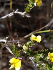 Aspalathus cymbiformis