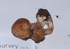 Inocybe mixtilis