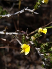 Aspalathus cymbiformis
