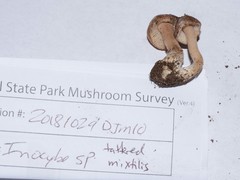 Inocybe mixtilis