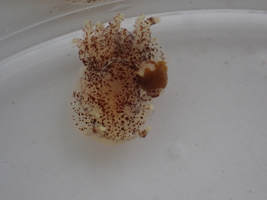 Ceratodoris plana