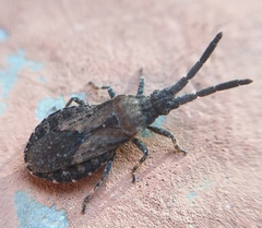 Scolopocerus secundarius