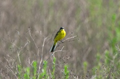Motacilla flava thunbergi