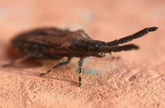 Scolopocerus secundarius