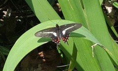 Parides proneus
