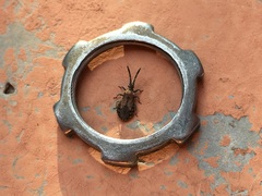 Scolopocerus secundarius