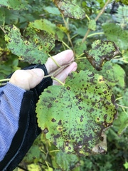 Cercospora moricola