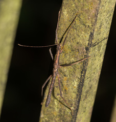 Neohirasea hongkongensis
